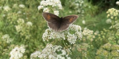Meadow Brown butterfly (June 2023) Meadow Brown butterfly (June 2023)